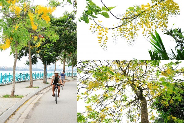 Muồng hoàng yến nở rộ ven hồ Tây