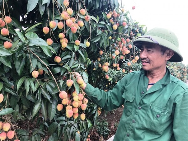 Vải sớm Thanh Hà được giá, tiêu thụ mạnh
