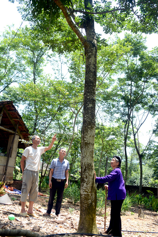 Kho báu rừng sưa