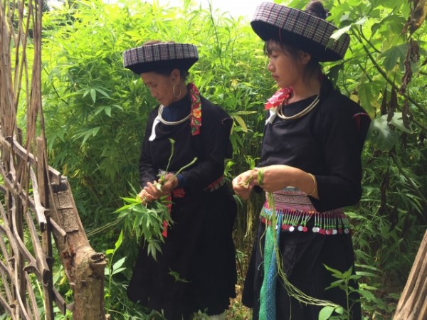 Người Mông xanh giữ nghề dệt vải