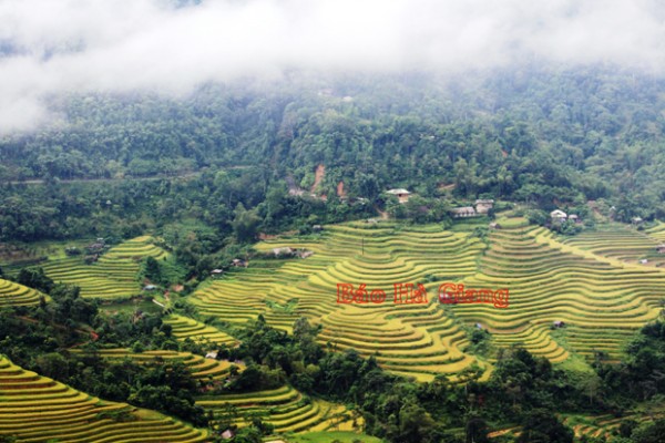 "Mùa vàng" Hoàng Su Phì