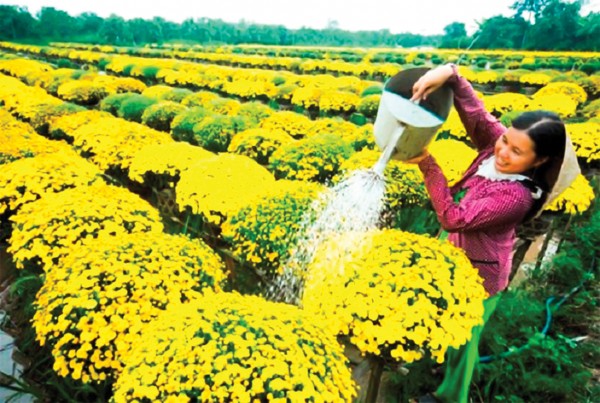 Phát triển hoa, cây cảnh, góp phần nâng cao hiệu quả xây dựng nông thôn mới
