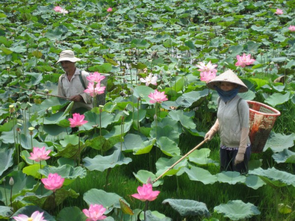 Lễ hội tôn vinh Sen Đồng Tháp lần I sẽ khai mạc vào ngày 19/5