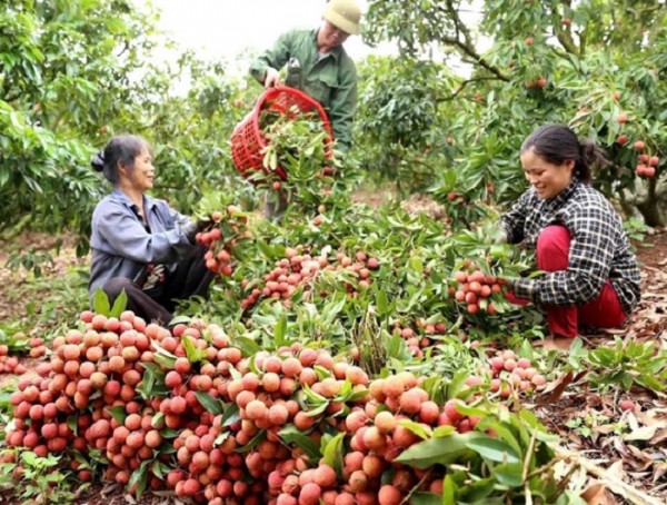 Nhiều tỉnh thành đẩy mạnh tiêu thụ nông sản lên sàn thương mại điện tử
