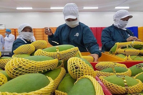 Nhiều loại trái cây Việt Nam sắp được xuất khẩu chính ngạch