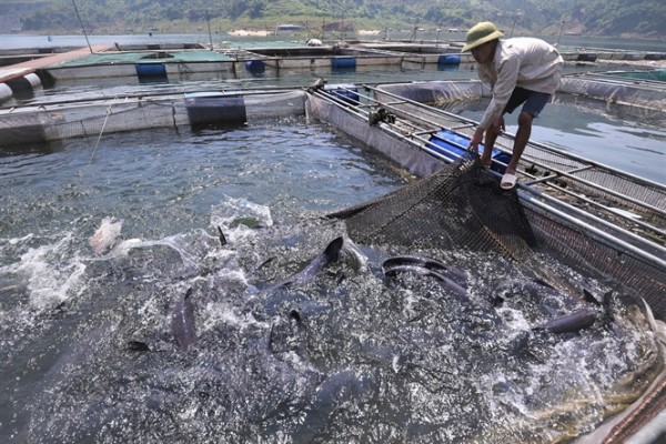 Phát triển nuôi thủy sản tại hồ chứa