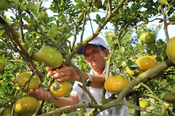 Quýt hồng Lai Vung gắn liền với nét sinh hoạt của cư dân sông nước miền Tây.