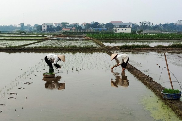 Nông dân xã Duy Phiên khẩn trương gieo cấy vụ Xuân