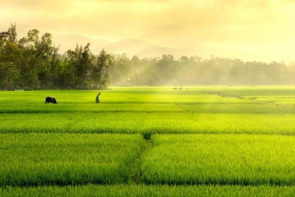 Hiện nay, tỉnh Ninh Bình có 5 vùng kinh tế sinh thái nông nghiệp