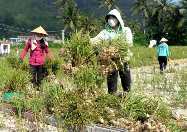 Nông dân buồn bã vì vụ tỏi mất mùa