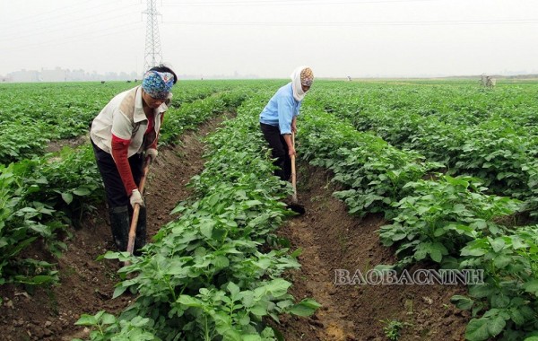 Là một trong các tỉnh đang có tốc độ phát triển công nghiệp nhanh, nhưng Bắc Ninh vẫn chú trọng ưu tiên phát triển nông nghiệp, đặc biệt là nông nghiệp xanh. (Ảnh: Báo Bắc Ninh)