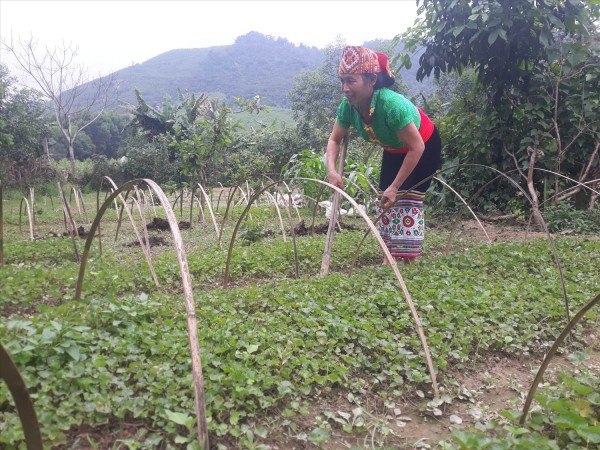 Bà Lá Thị Lan ở xóm Hợp Thành, xã Yên Hợp (Quỳ Hợp) đang chăm sóc vườn dược liệu của gia đình