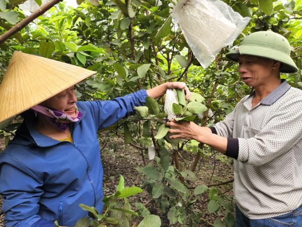 Cẩm Xuyên (Hà Tĩnh): Nhiều hộ dân xã Cẩm Lạc khá giả nhờ trồng ổi Đài Loan