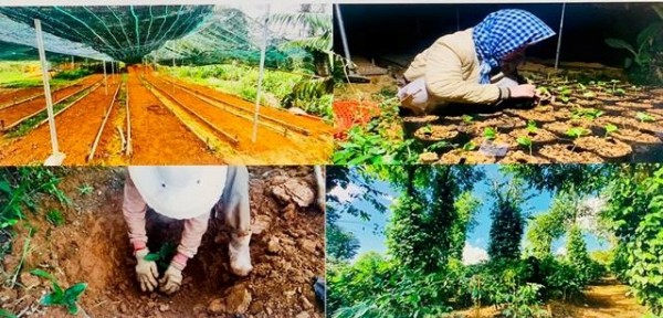 Nhân rộng cà phê hữu cơ, cà phê đặc sản Hướng Phùng, Hướng Hóa (Quảng Trị)