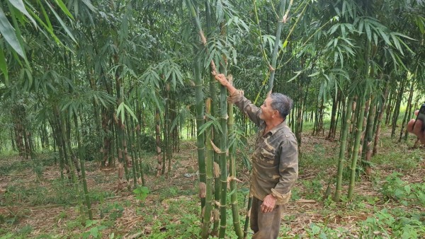 Gia đình ông Lê Minh Hoàng trồng khoảng 17 ha tre bốn mùa để lấy măng.