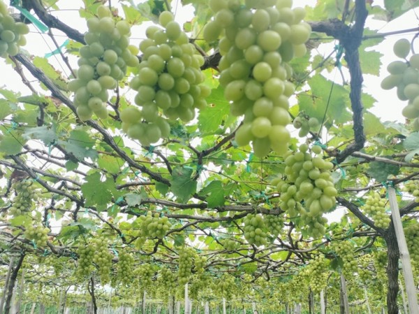 Đặc sắc các hoạt động tại Lễ hội Nho - Vang Ninh Thuận năm 2023