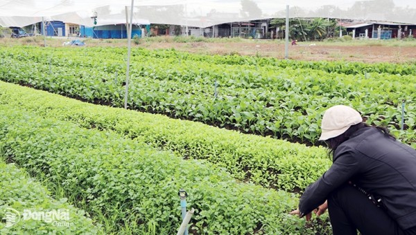 Đồng Nai phát triển nông nghiệp đô thị, công nghệ cao