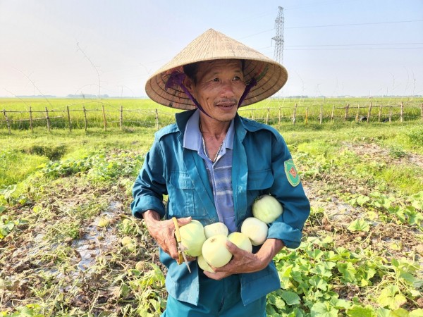 Hà Tĩnh: Người dân nâng cao hiệu quả kinh tế nhờ trồng dưa