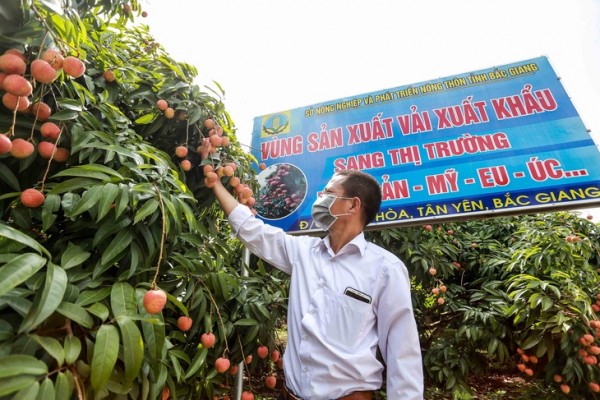 Bắc Giang đang duy trì 178 mã số vùng trồng và đang đề nghị Cục Bảo vệ thực vật cấp mới 45 mã vùng trồng để gia tăng sản lượng vải thiều xuất khẩu. Ảnh: C.TUỆ