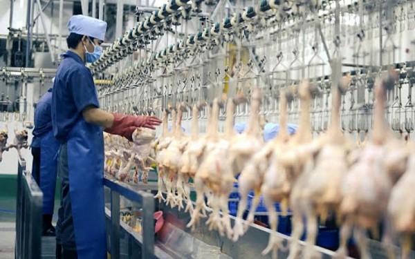 Việt Nam chi 1,41 tỷ USD nhập khẩu sản phẩm chăn nuôi