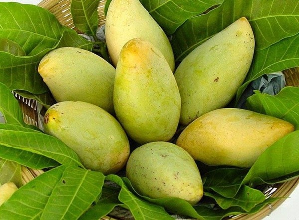 Tăng cường quản lý mã số vùng trồng và cơ sở đóng gói để đảm bảo chất lượng nông sản. Ảnh minh họa