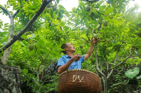 Nhiều sản phẩm Na Chi Lăng đạt chứng nhận sản phẩm OCOP 4 sao.