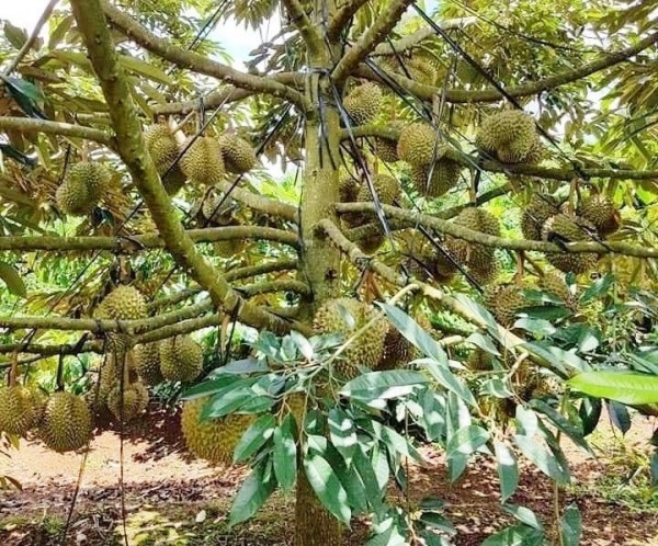 Sầu riêng Cư M'gar (Đắk Lắk) được chứng nhận nhãn hiệu - Ảnh Phan Tuấn