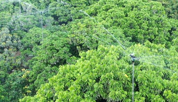 Nhiều diện tích nhãn sử dụng hệ thống công nghệ phun sương tưới tự động - Ảnh: VGP/LS