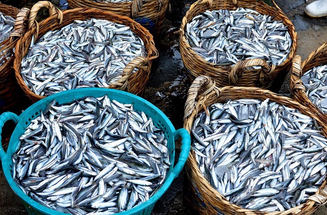 nuoc mam phu quoc 5 16741424014611699897060