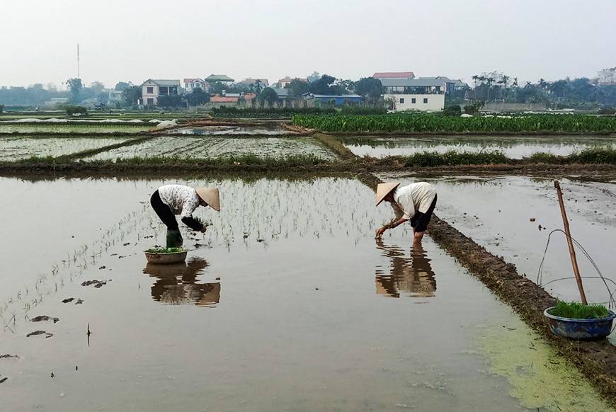 Nông dân xã Duy Phiên khẩn trương gieo cấy vụ Xuân