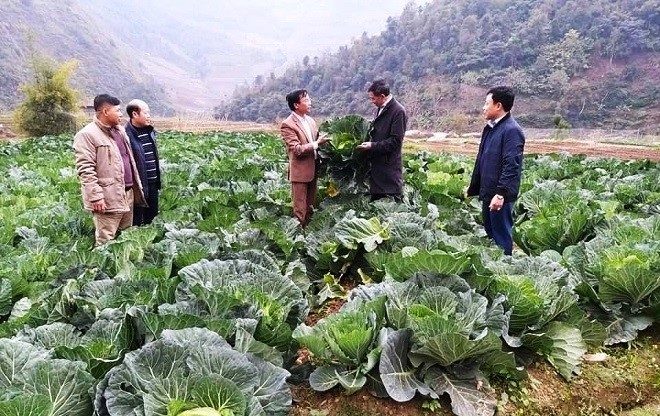 Lãnh đạo Liên minh HTX tỉnh thăm mô hình trồng rau sạch của HTX nông nghiệp sạch T&D, Mù Cang Chải