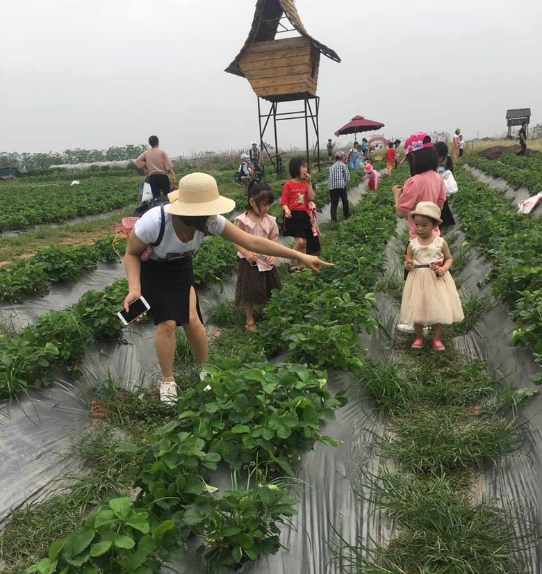Hà Nội có nhiều tiềm năng, lợi thế để phát triển du lịch nông nghiệp, nông thôn. (Ảnh: H.T)