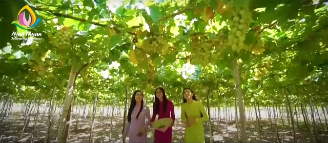 Lễ hội Nho và Vang Ninh Thuận năm 2023