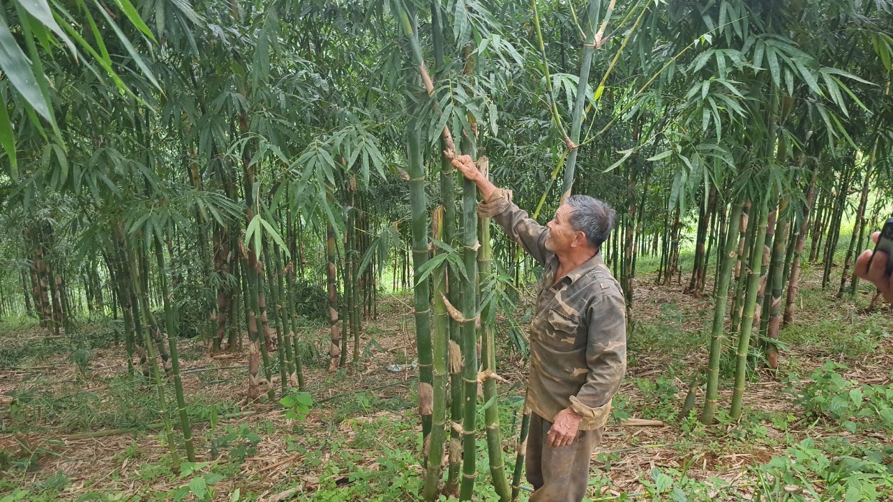Gia đình ông Lê Minh Hoàng trồng khoảng 17 ha tre bốn mùa để lấy măng.