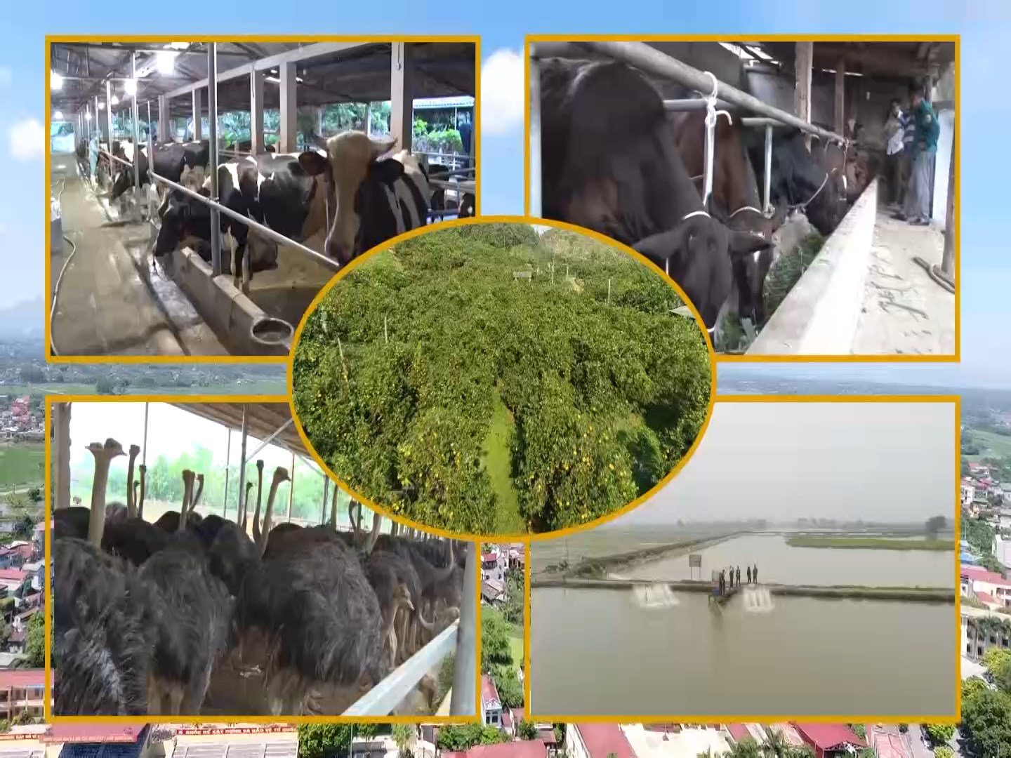 Sản xuất nông nghiệp tại Ba Vì ngày càng phát triển