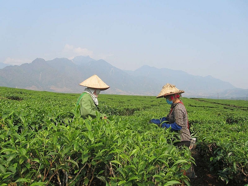 Lai Châu có thế mạnh về sản xuất và chế biến chè. Ảnh minh họa